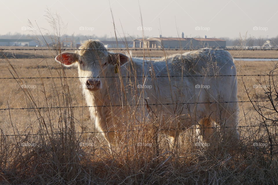 White cow by barbed wire fence. Photo taken in Oklahoma. Setting sun provided soft backlight for cow and enhanced the gold winter grass.