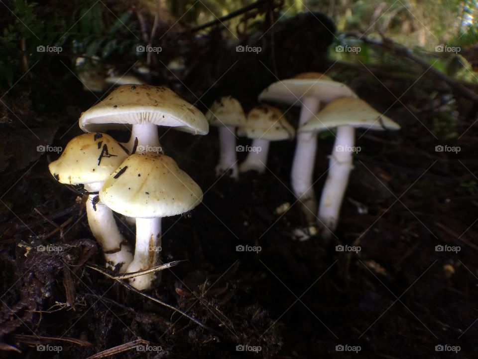 Mushrooms on the forest floor 