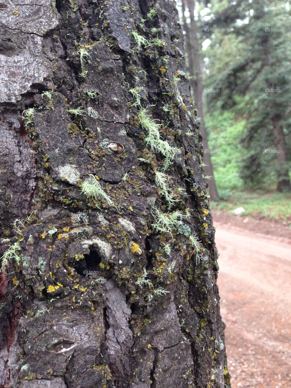 Lichen on bark