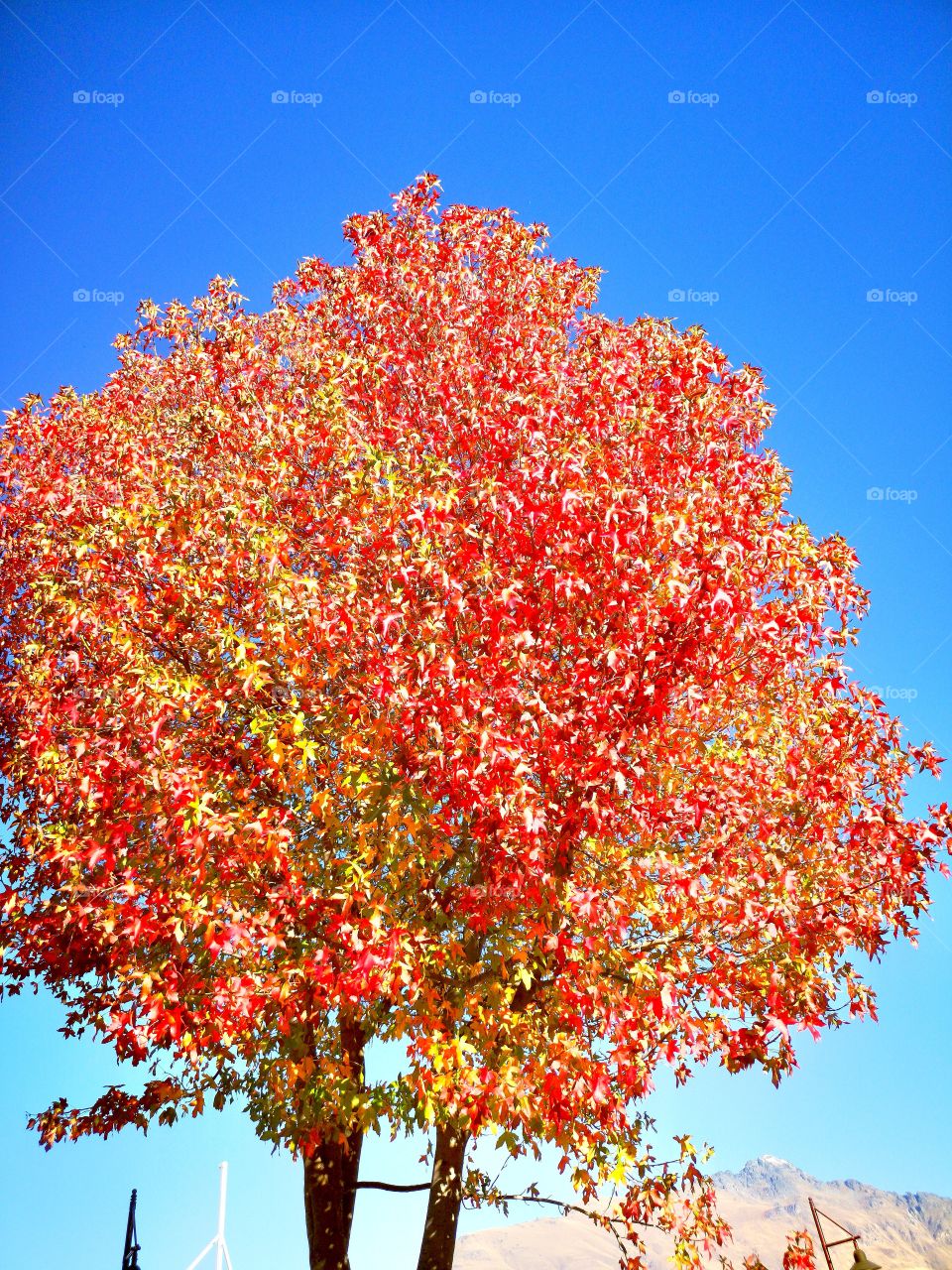 Beautiful tree in the autumn 