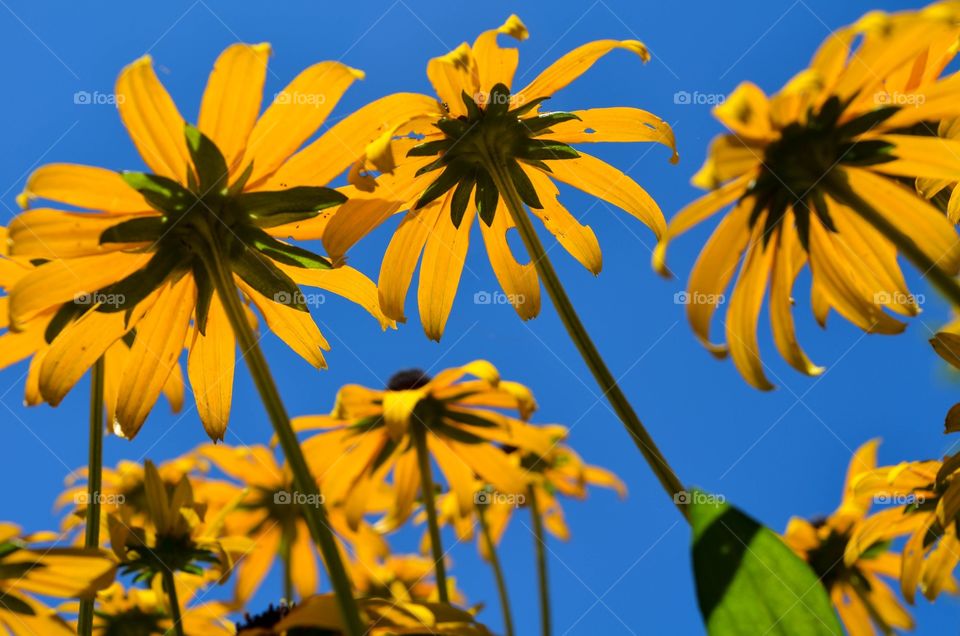 Summer flowers 