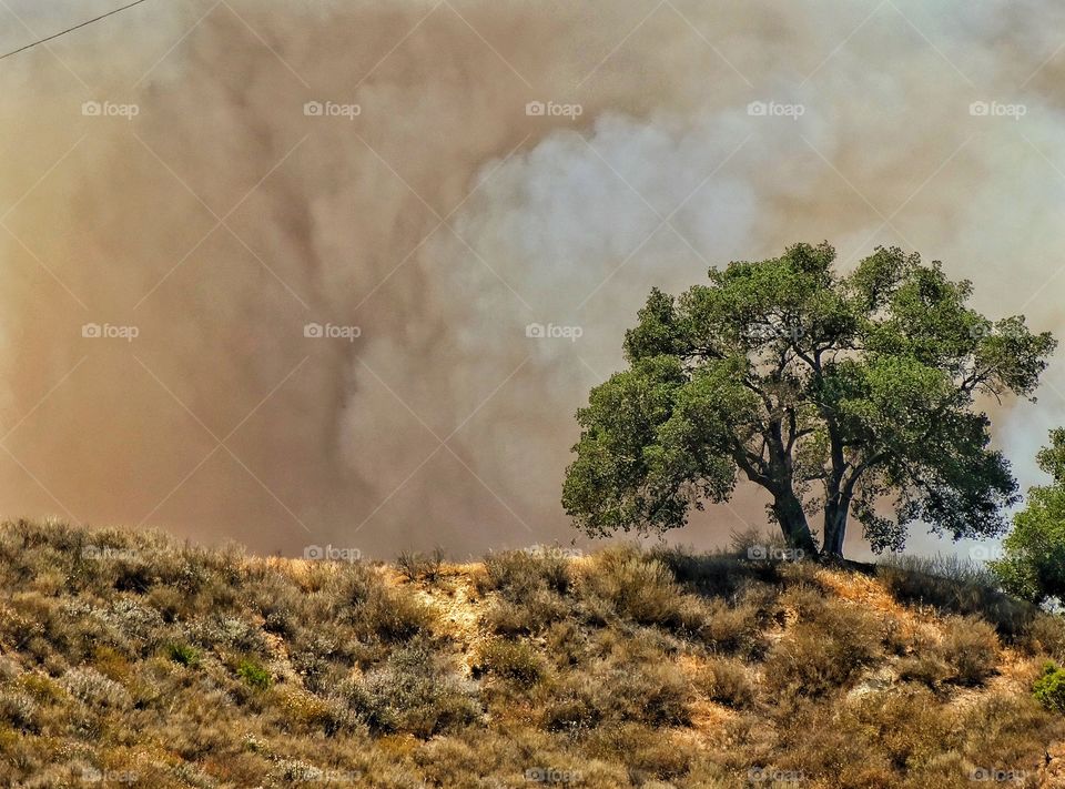 Forest Wild Fire. Wildfire In Los Angeles Natural Forest
