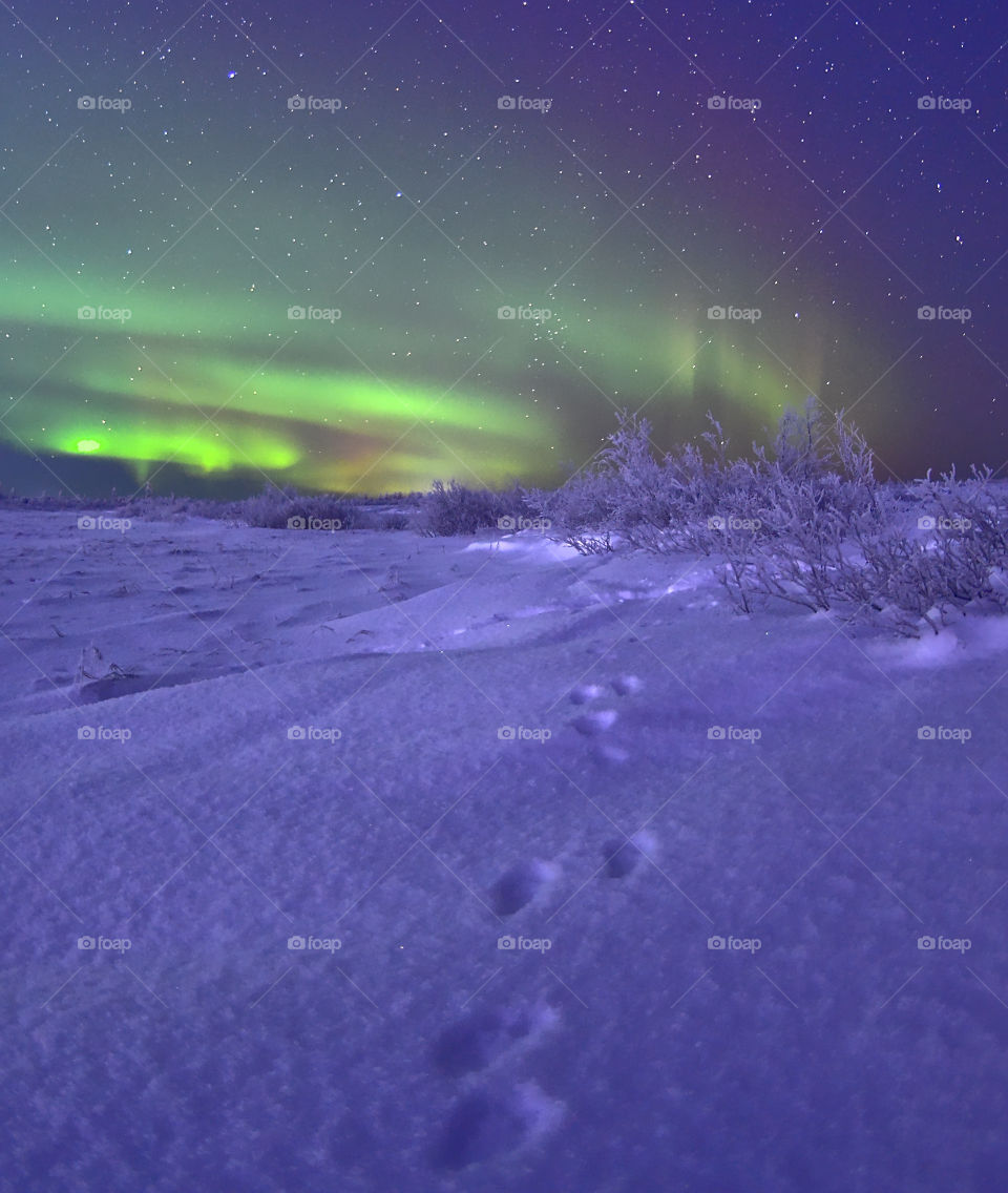 Winter, winter time, winter landscape, winter fairy tale, frost, frosty lace, north, arctic, snow, winter sunset, winter morning, snowy land, northern land, northern latitude, cold, red, frosty morning, snow on branches, ice, icy branches, sun, winte