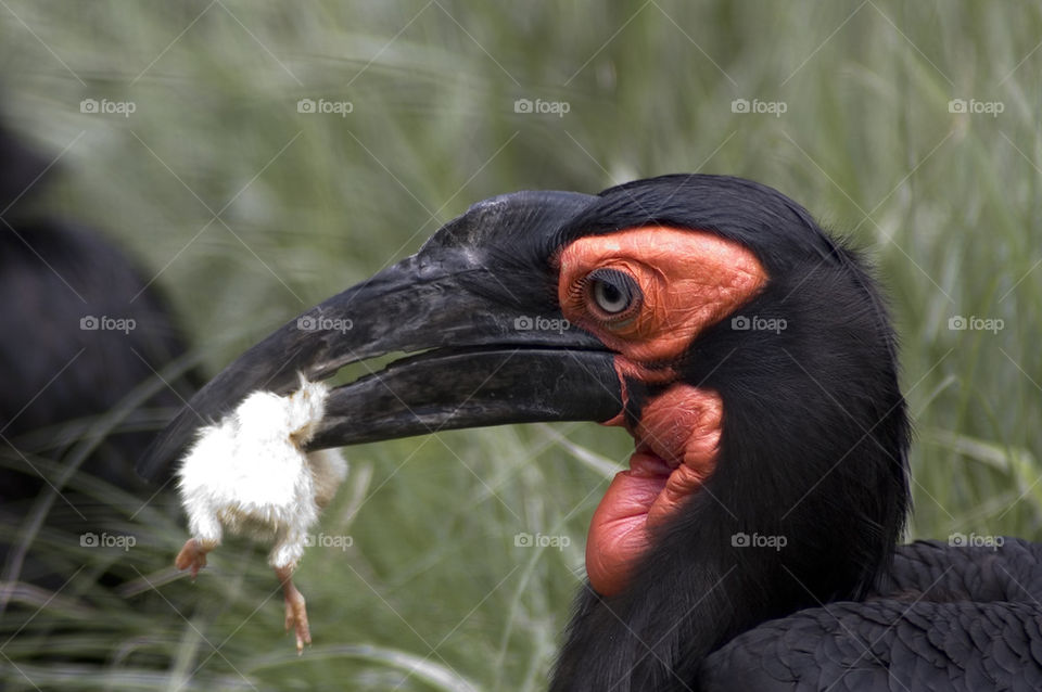 Southern Ground Hornbill