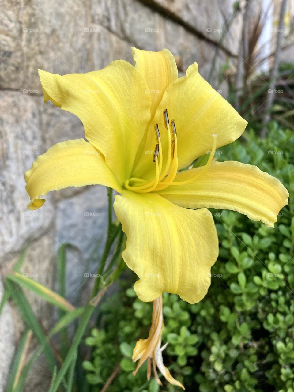 Lírios / Lilies !🌹 🇺🇸 Very beautiful flowers to brighten our day.  Live nature and its beauty. Did you like the delicate petals? / 🇧🇷 Flores muito bonitas para alegrar nosso dia. Viva a natureza e sua beleza. Gostaram das pétalas delicadas? 