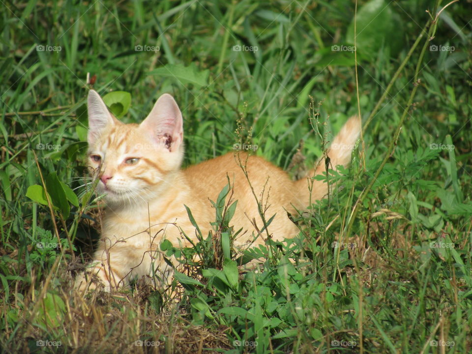 View of cat in grass