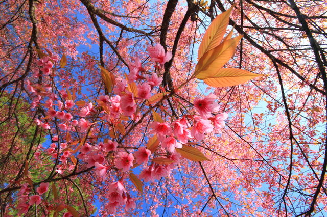 Pink sakura on tree