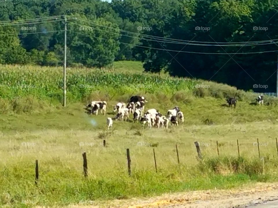 Driving the Back Roads and enjoying everything around us