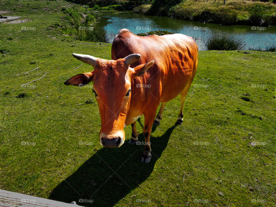 Cow in Glad Zoo, Jutland, Denmark. 