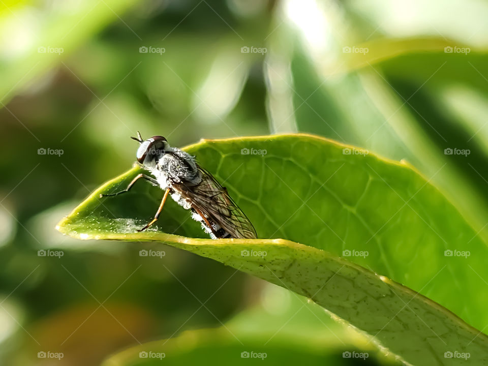 Close up of a bug at the end of a green leaf illuminated by the bright morning sun.