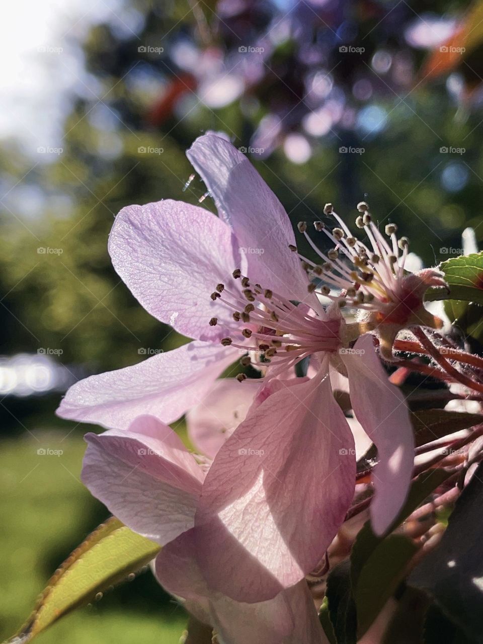 Blooming