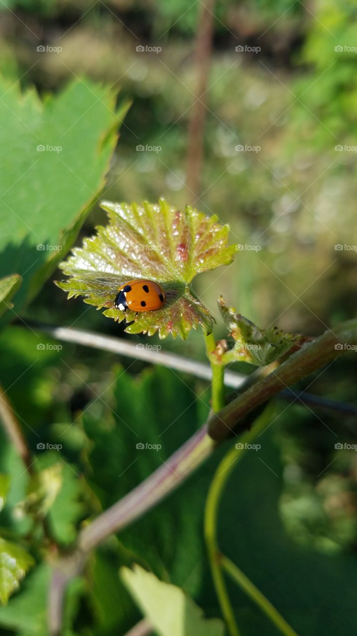 Ladybird on grape leaf - Georgia, 2018