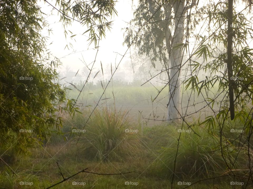 Foggy morning through a bamboo grove