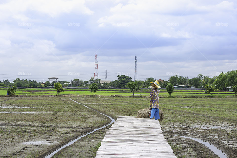 The wooden bridge and The reflection of the Sun with the Rain clouds move fast on the sky in paddy fields.