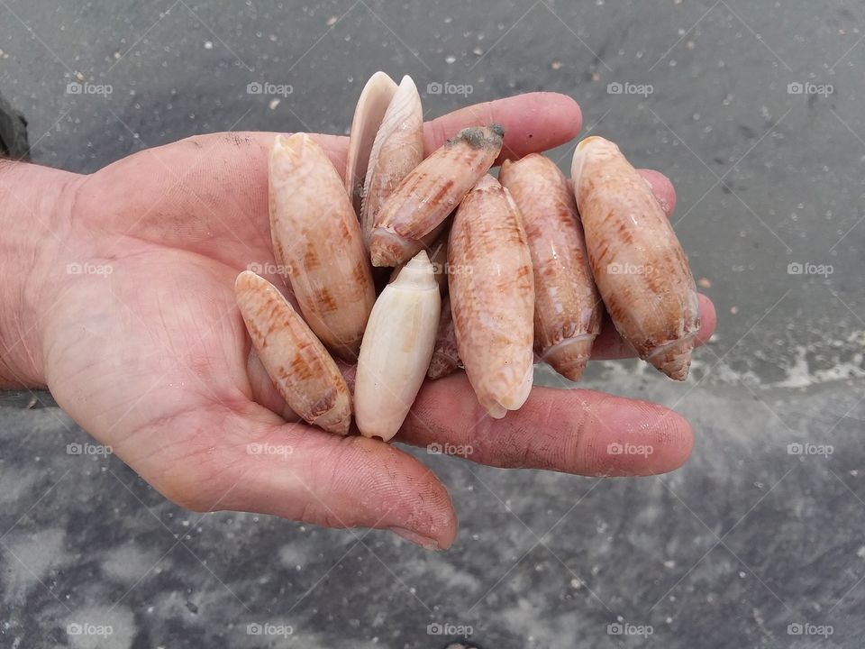 shells