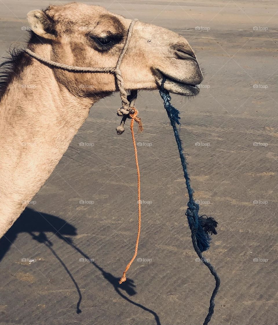 Beautiful camel looking at camera 