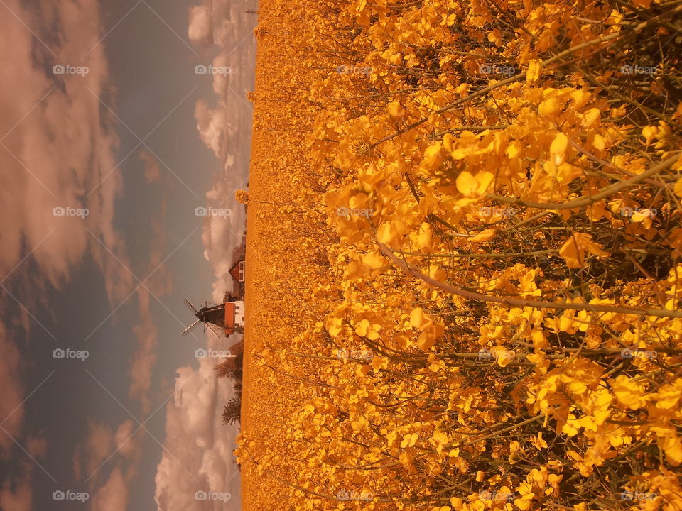 fields of Gold. raps fields in sweden