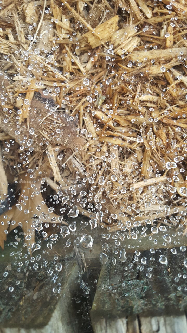 rain drops on a web