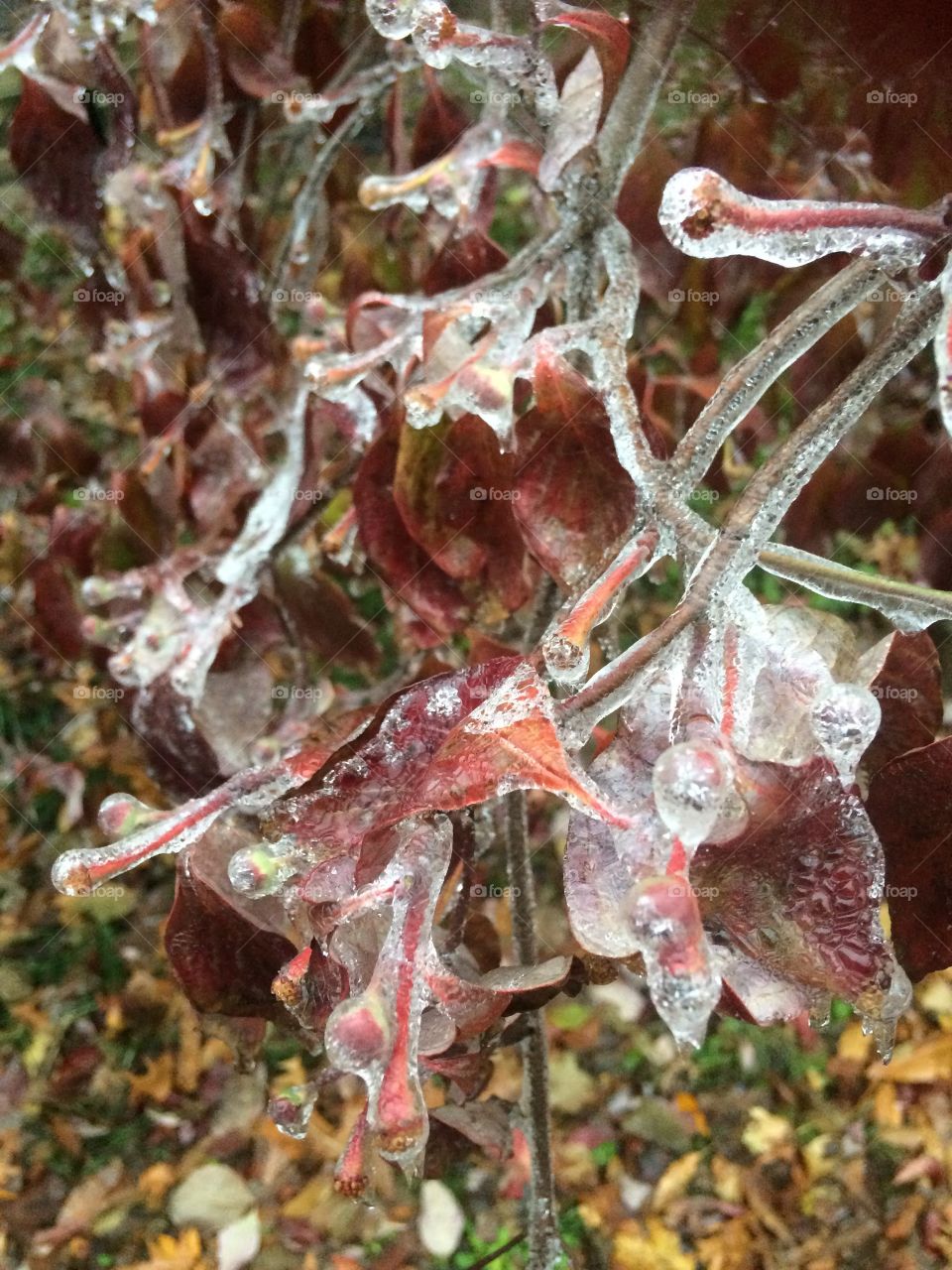 After and Icestorm and work I noticed this on a tree