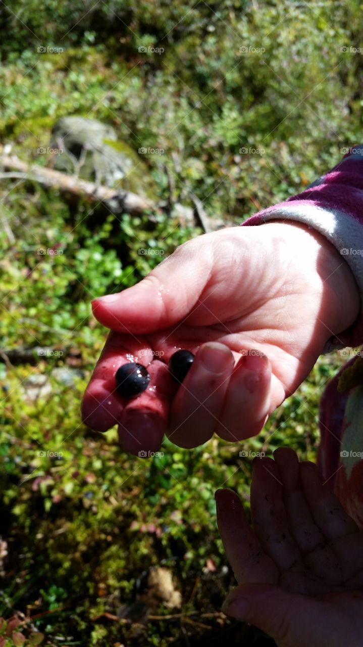Blueberries. Blueberries in my childs hand