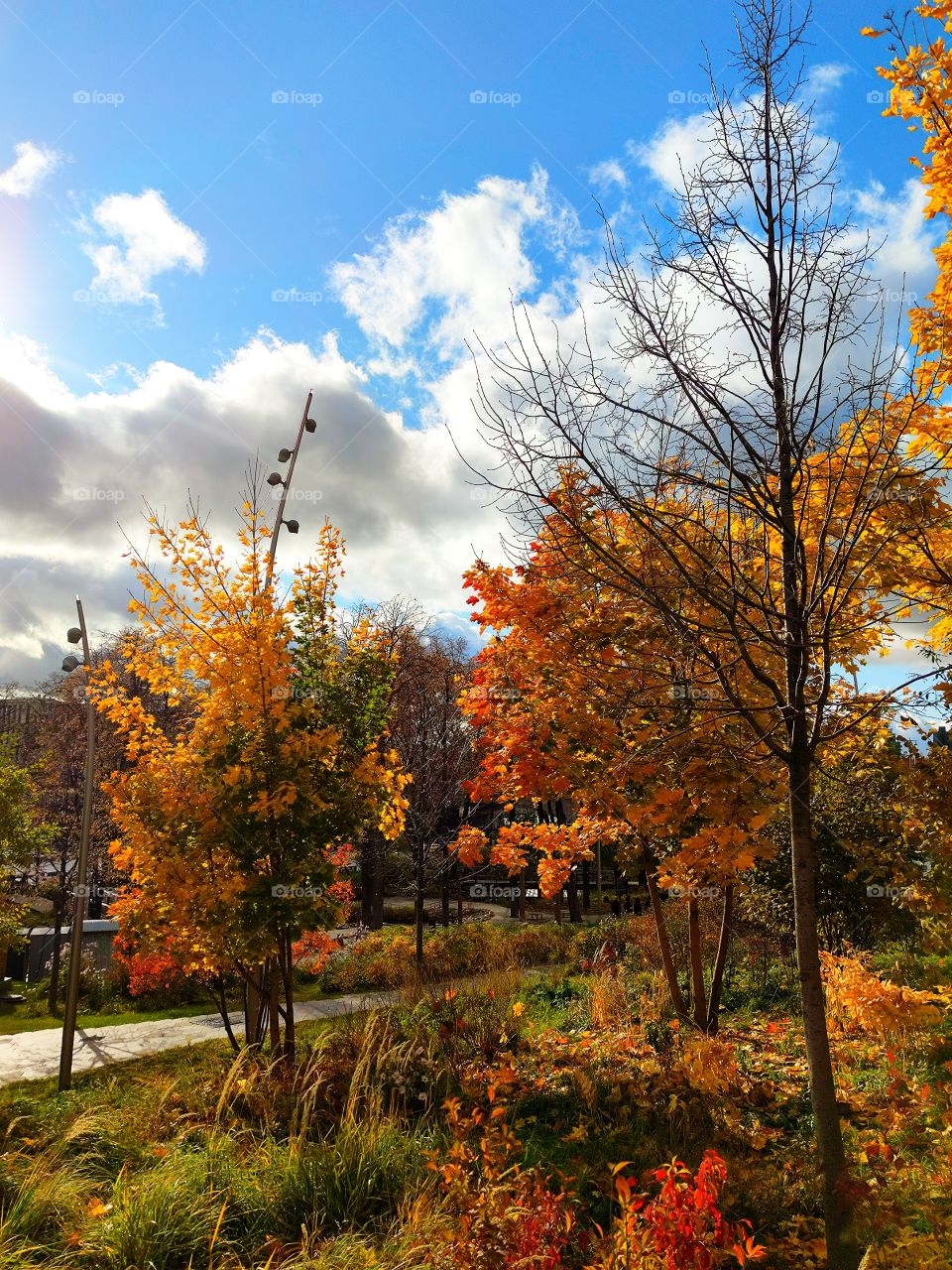 Moscow.  Late fall.  Colorful trees in the Zaryadye park