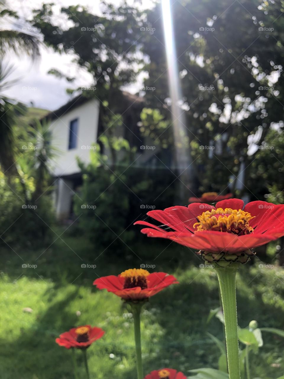 Flor Moça velha 