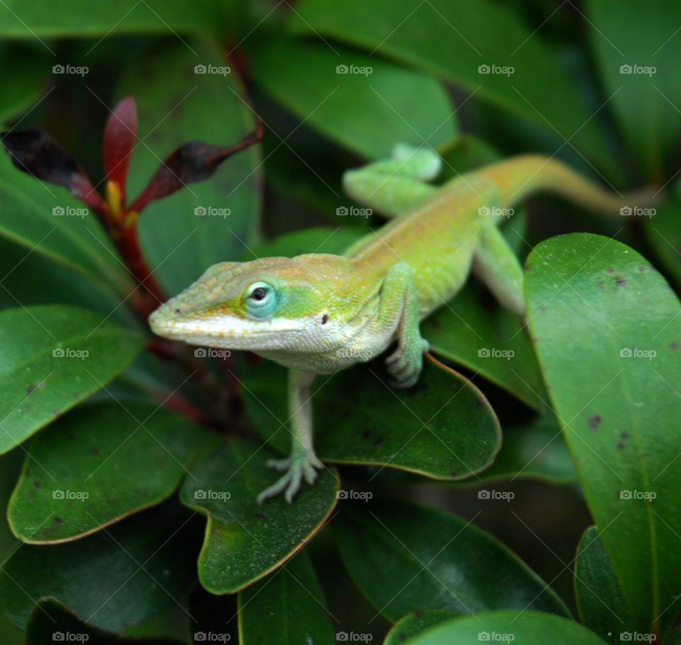 green lizard shrubs stare by lightanddrawing