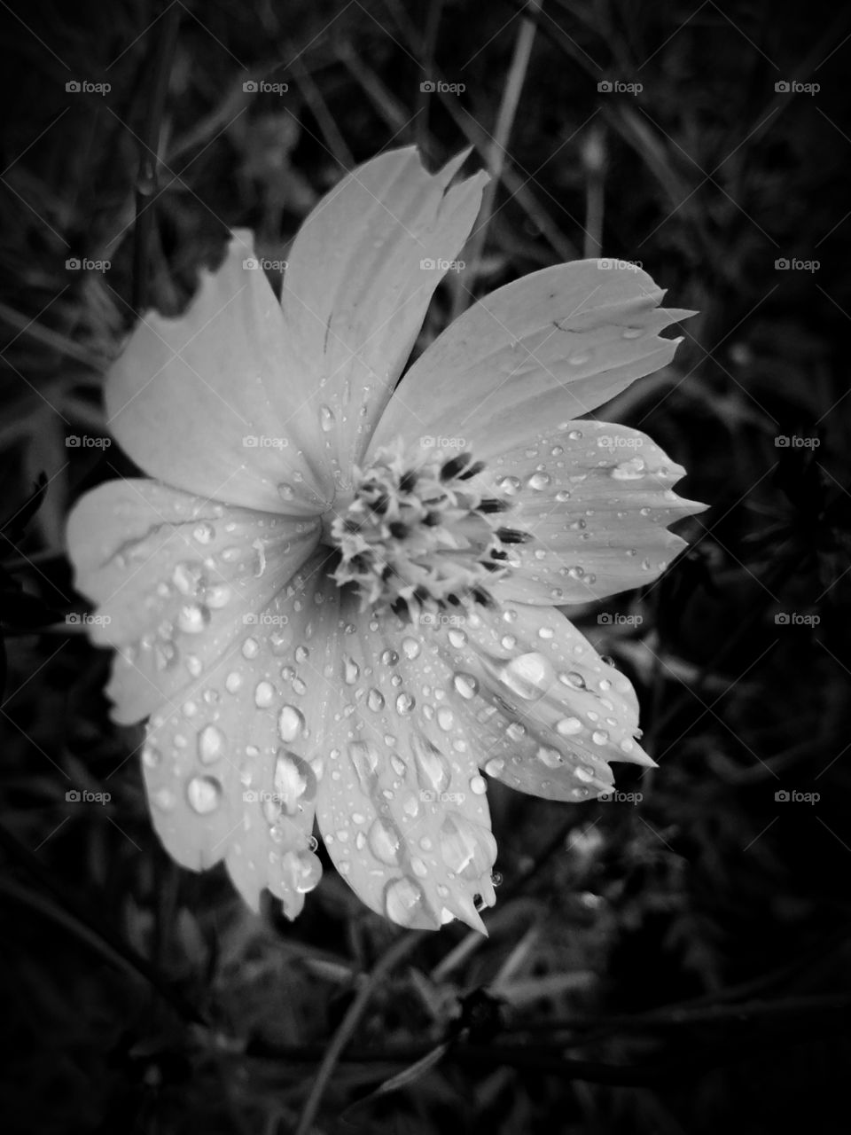 water drop in flower