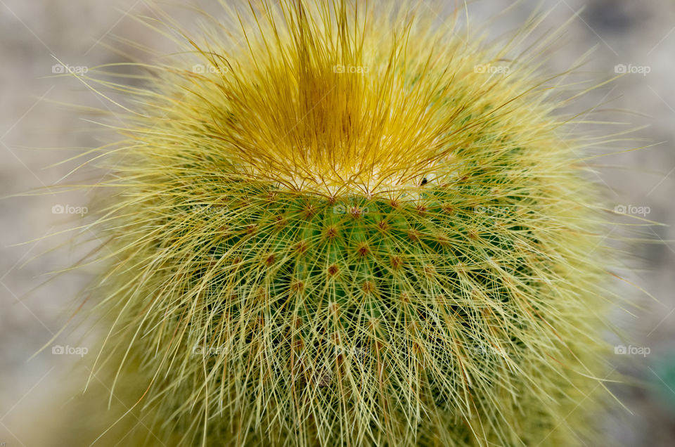 Macro photo of Cactus.