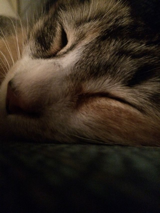 Tired cat 