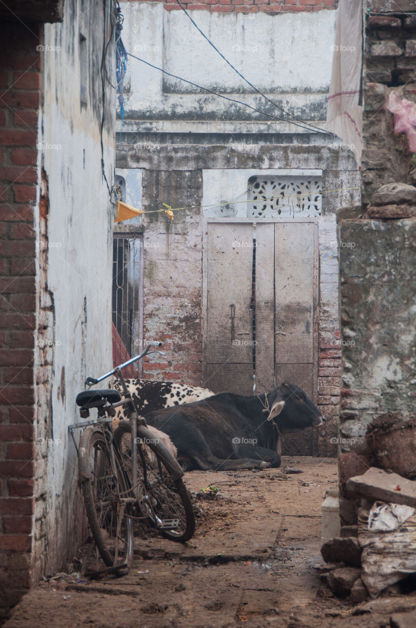 Bicycle and cow in muddy alley in Varanasi, India
