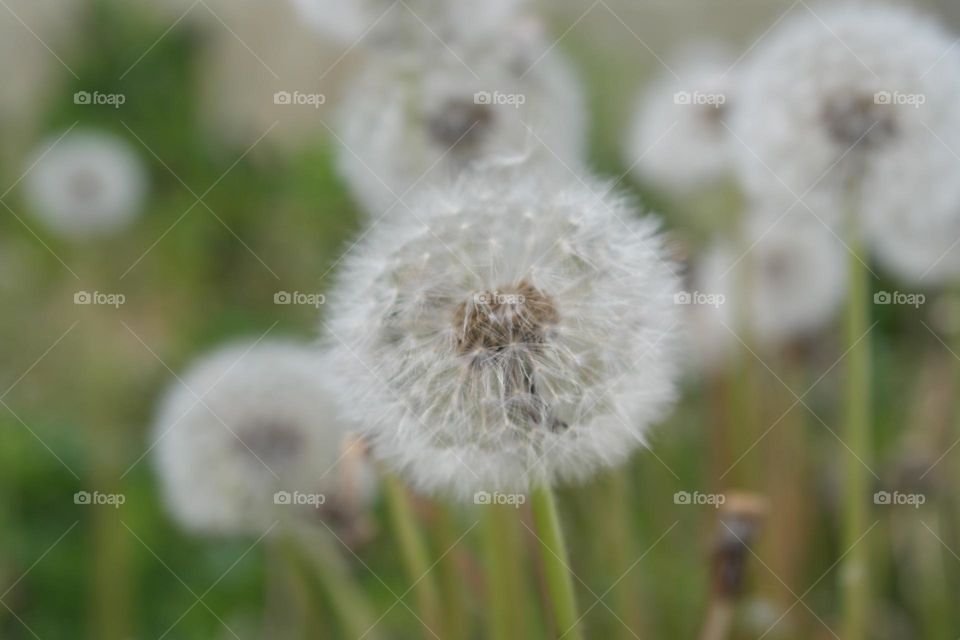 Dandelions 