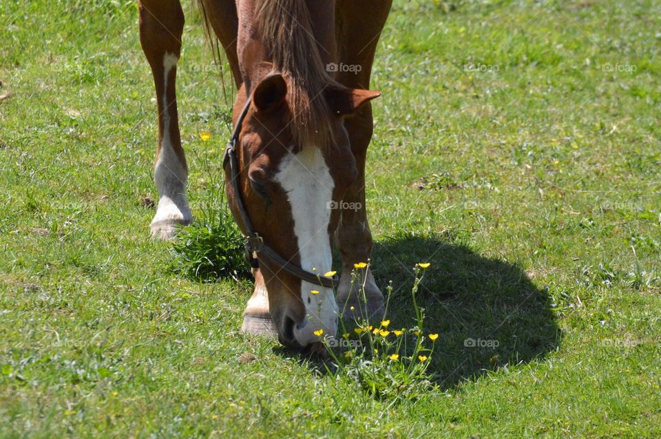 Grazing in the summertime 