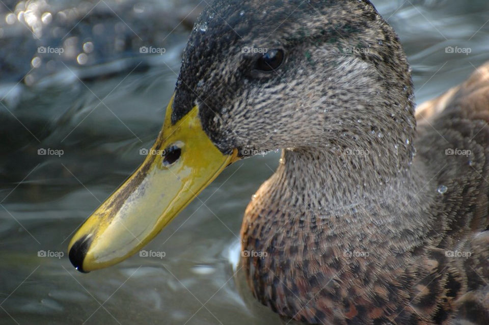 ducks! by julesryan