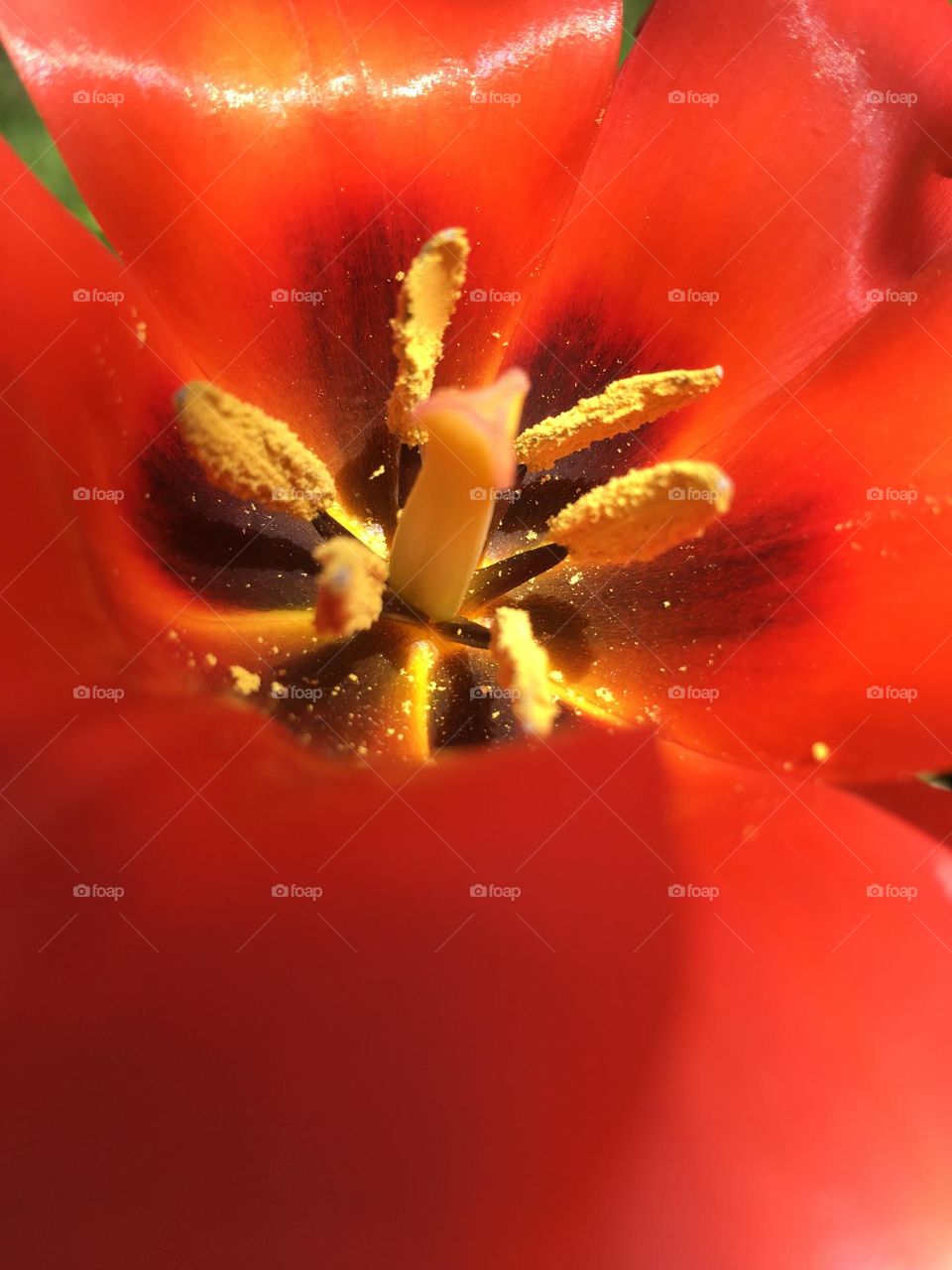 Red tulip