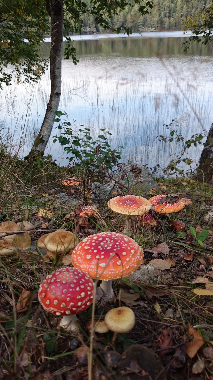 Autumn in the forest near a lake 