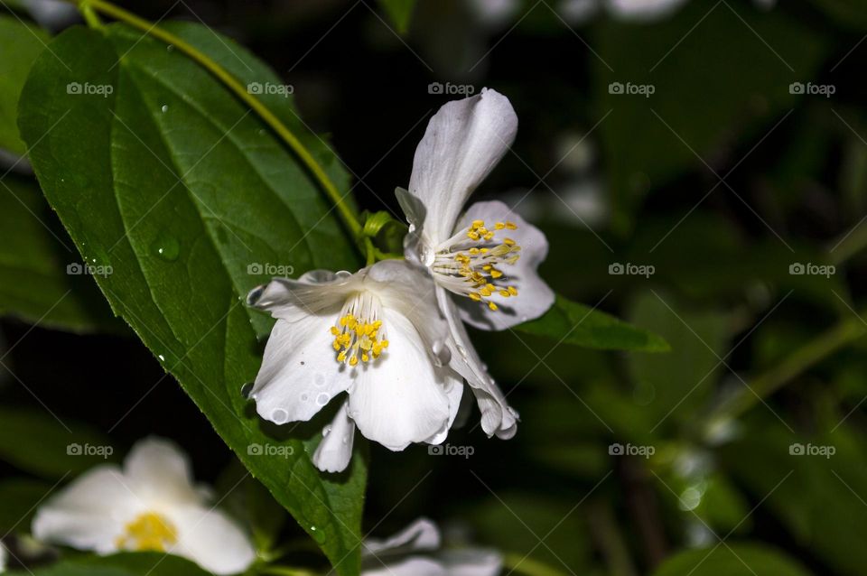 Mock orange (lat. Philadélphus) - often incorrectly called jasmine for the pronounced sweet aroma of flowers.