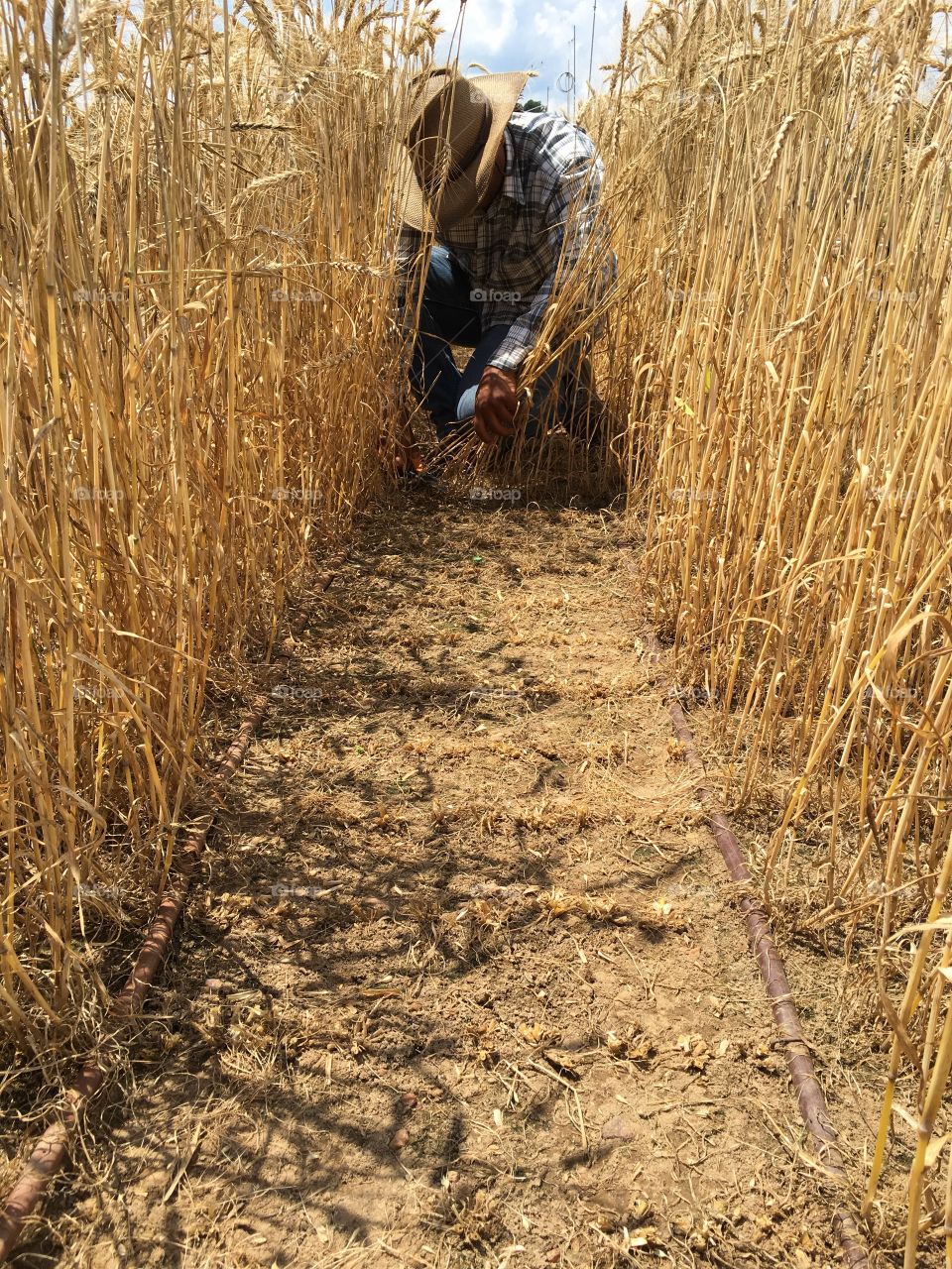 Wheat research plot