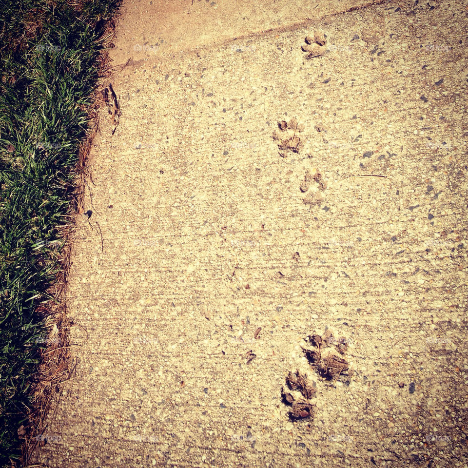 Forever paw prints.