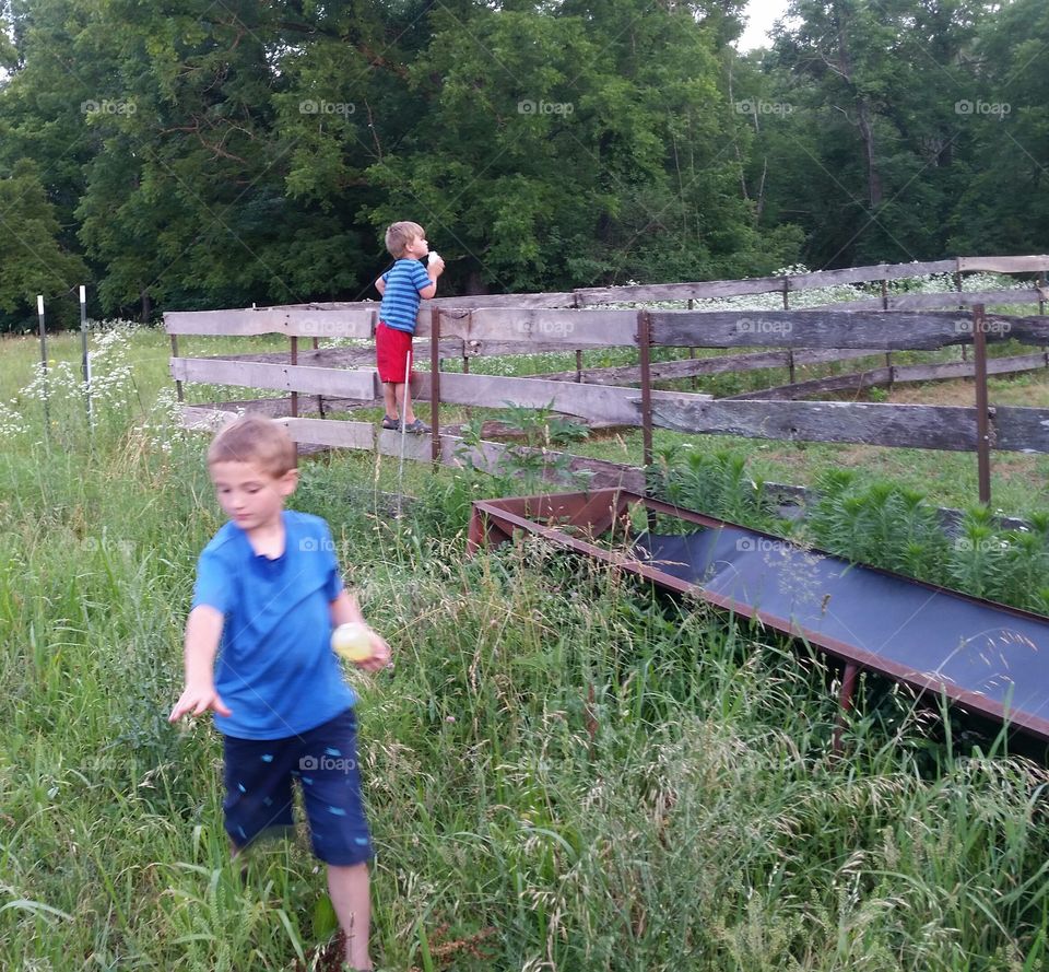 Boys playing on the farm