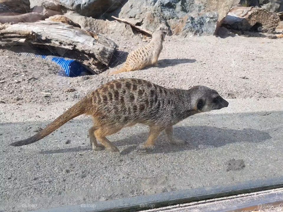 meerkat on the move