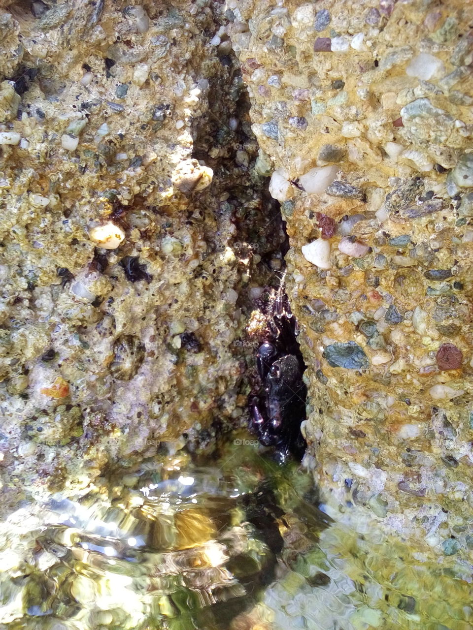 Black Crab Between Rocks