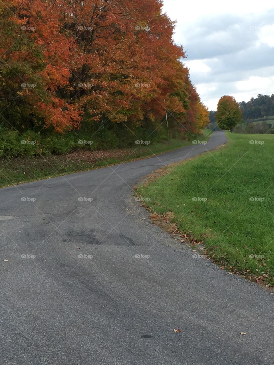 Road to beautiful leaves. Beautiful leaves 