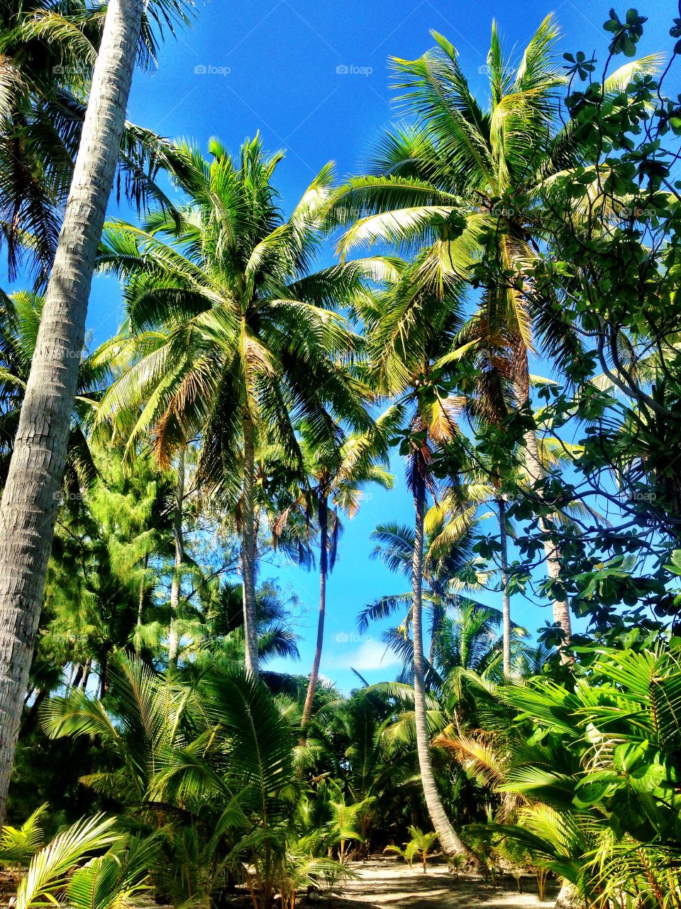 Lost in the jungle of the South Pacific