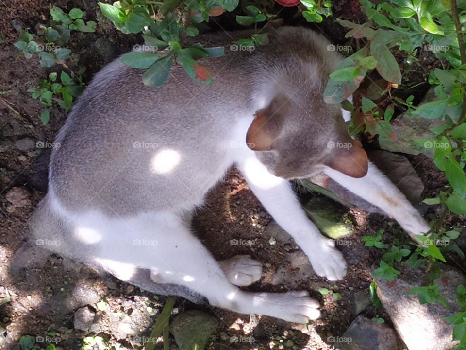 sleeping cat just taking rest