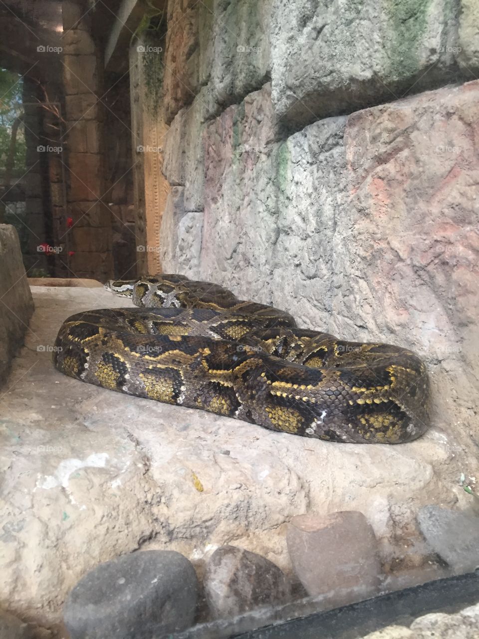 Snake at Mandalay Bay Las Vegas