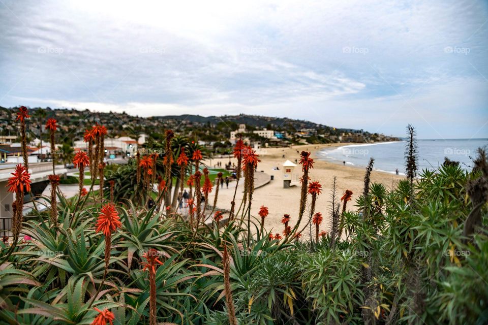 Aloe bloom at Laguna Beach, California.