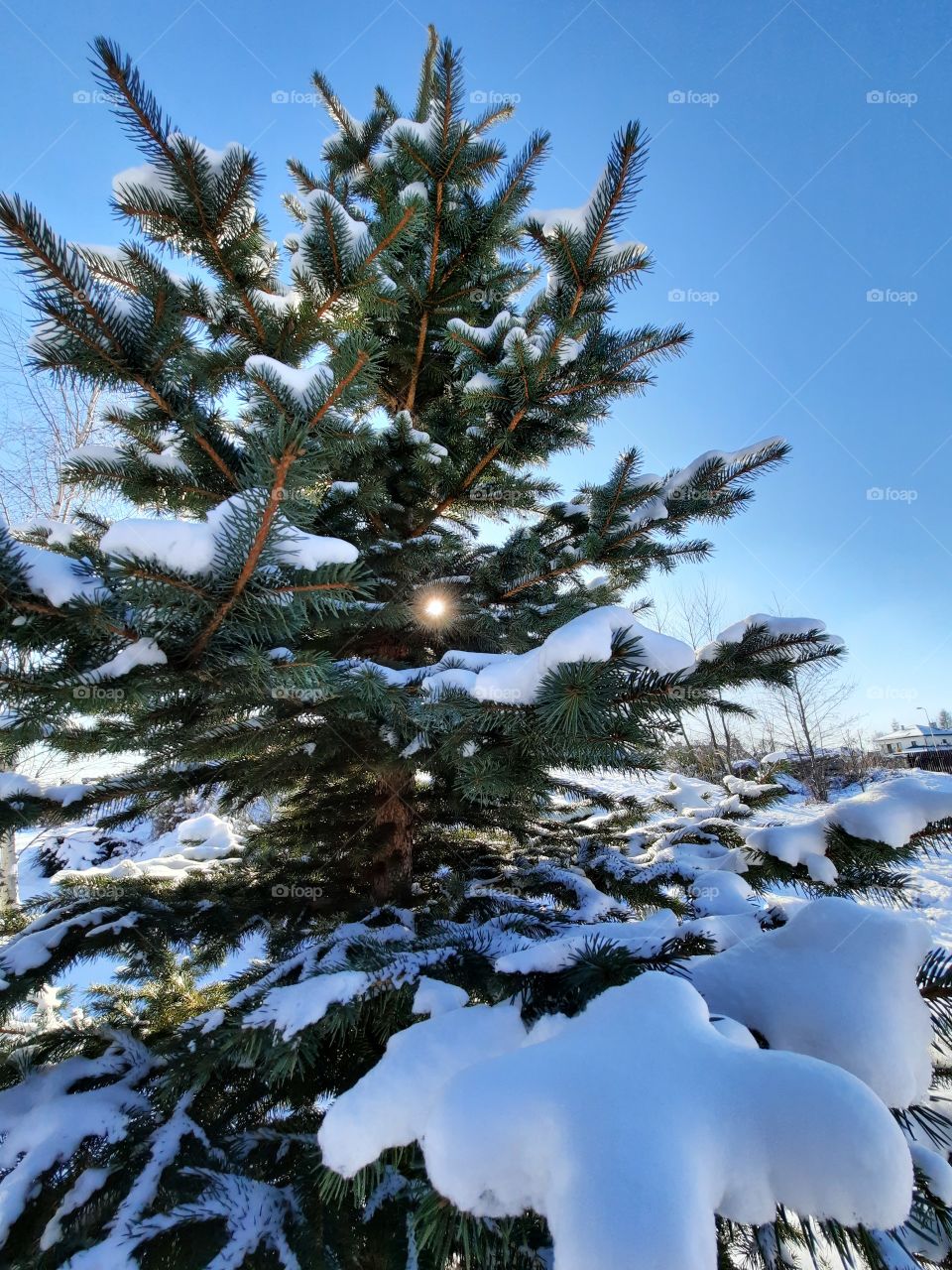 sunlit snow covered spruce against blue sky with sun peeping from behind