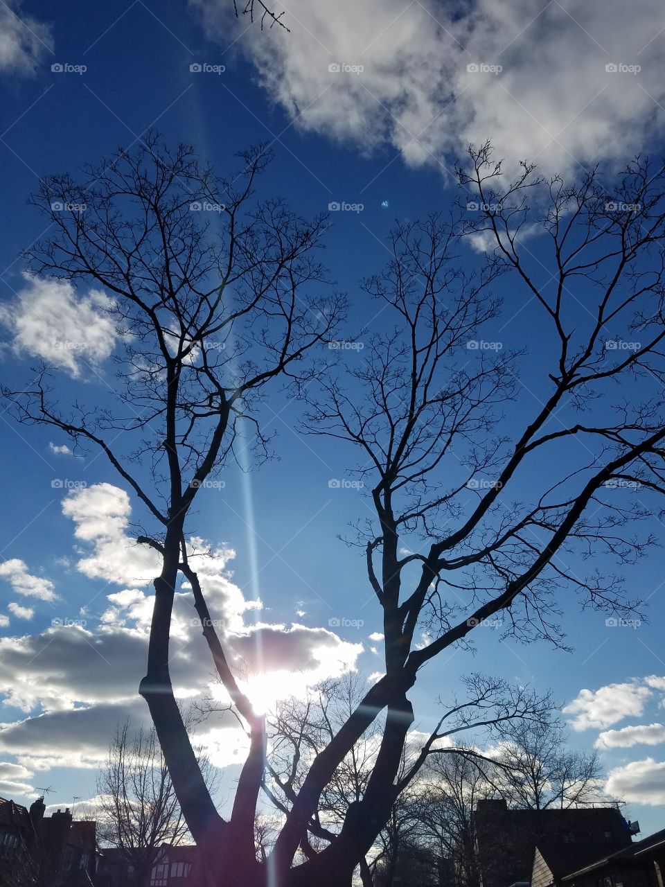 No Person, Tree, Sky, Nature, Dawn