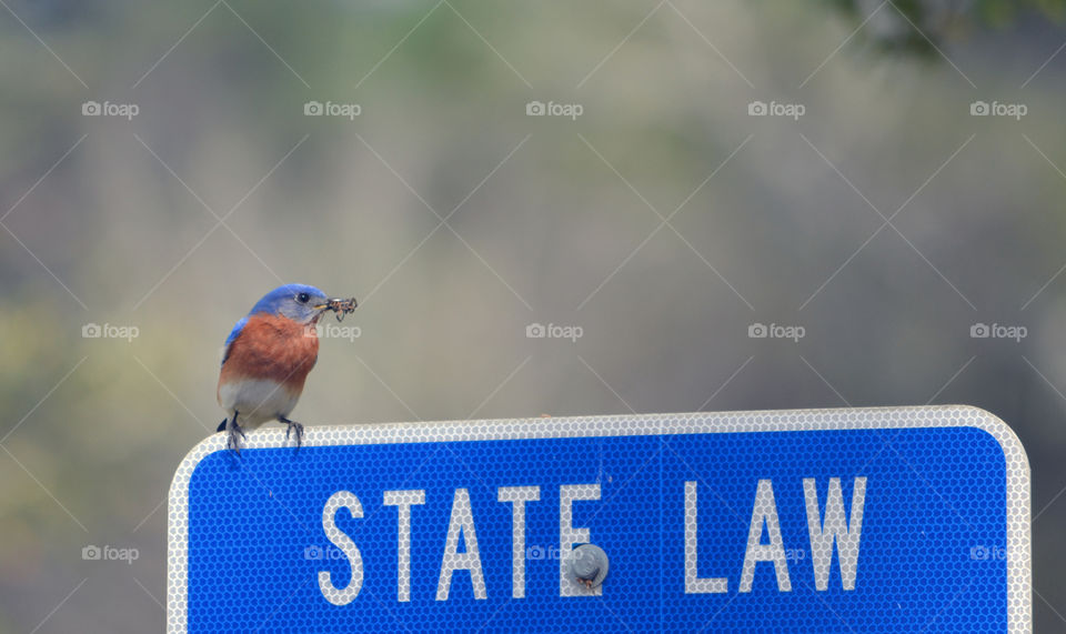 Bird eating bug on sign